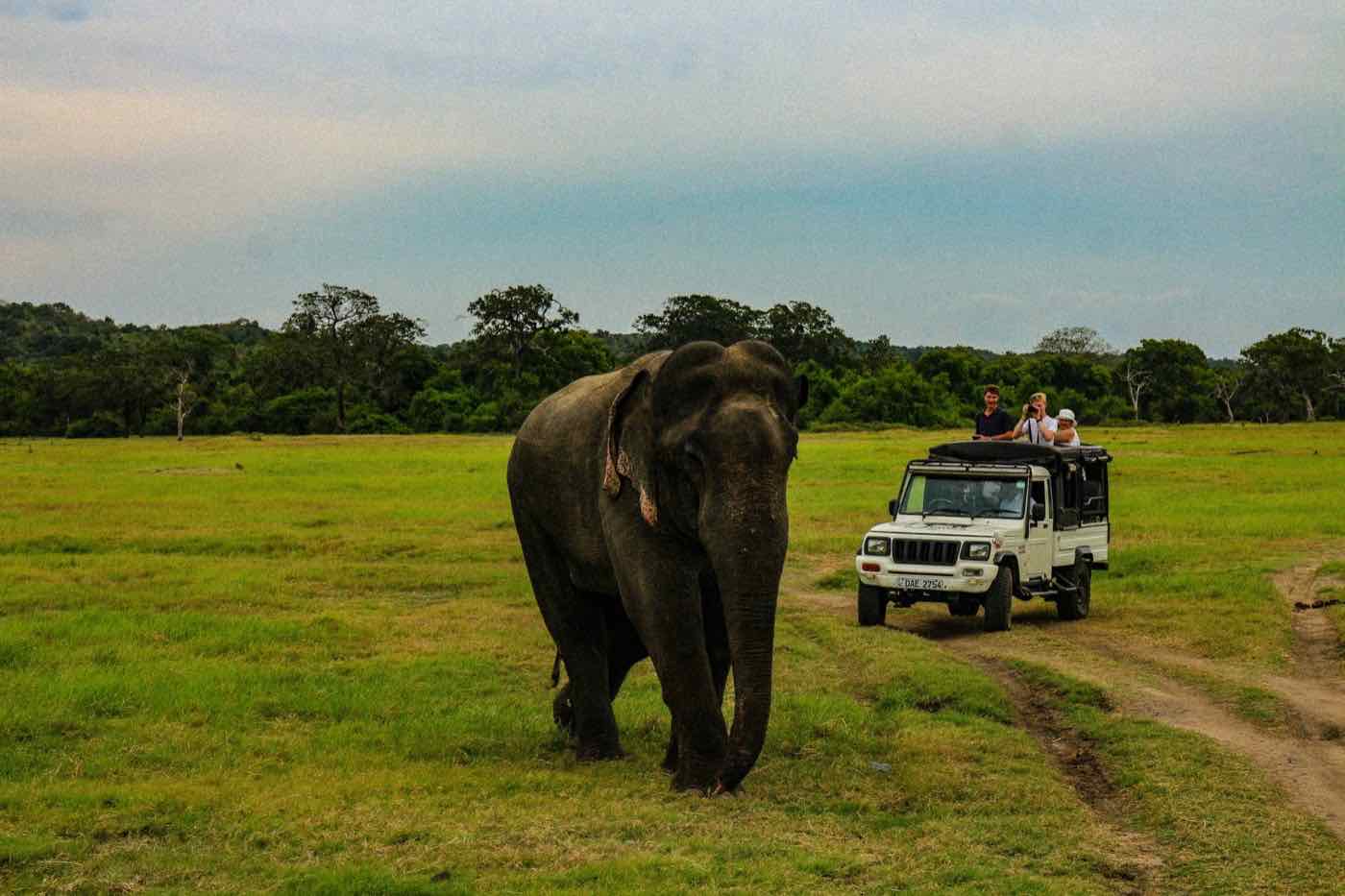 An elephant on open grassland beside a safari jeep in Yala