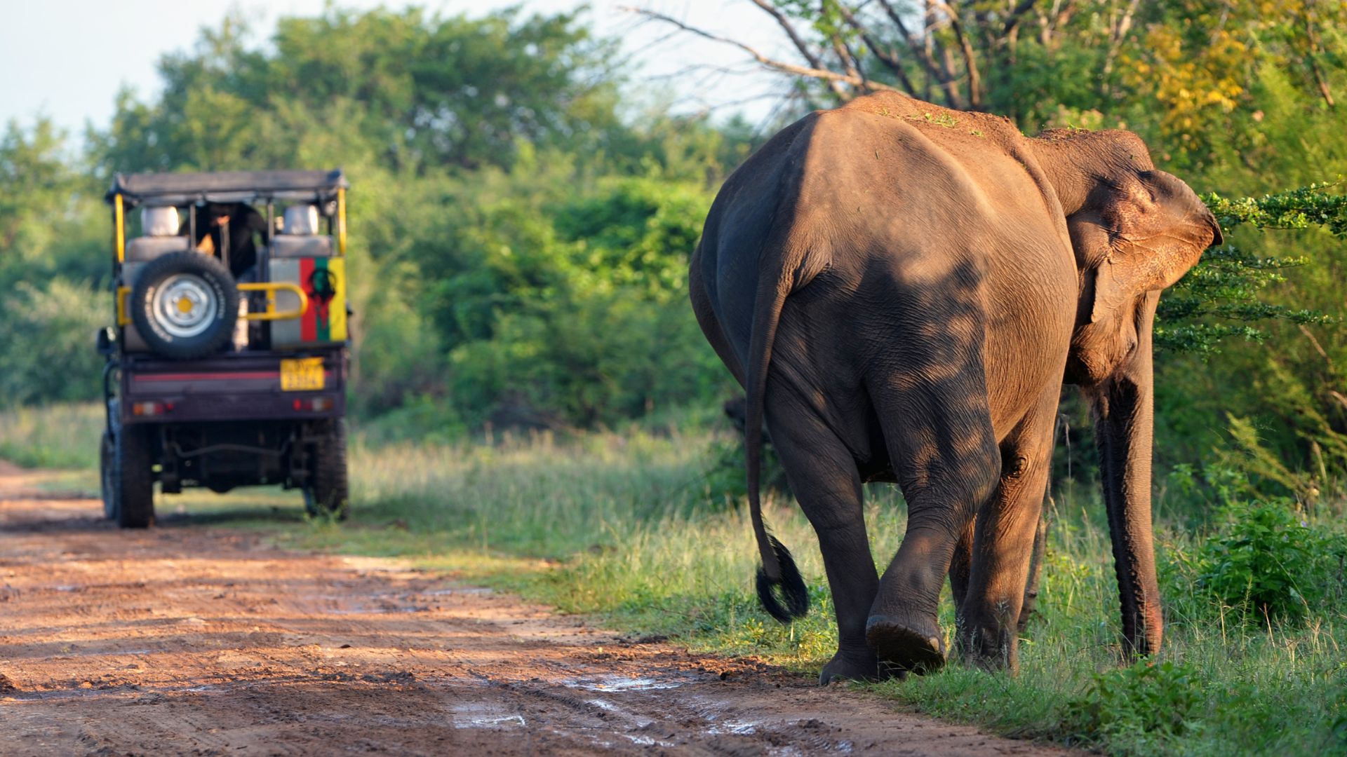 Top 10 Scenic Drives in Sri Lanka: Your Ultimate Road Trip Guide