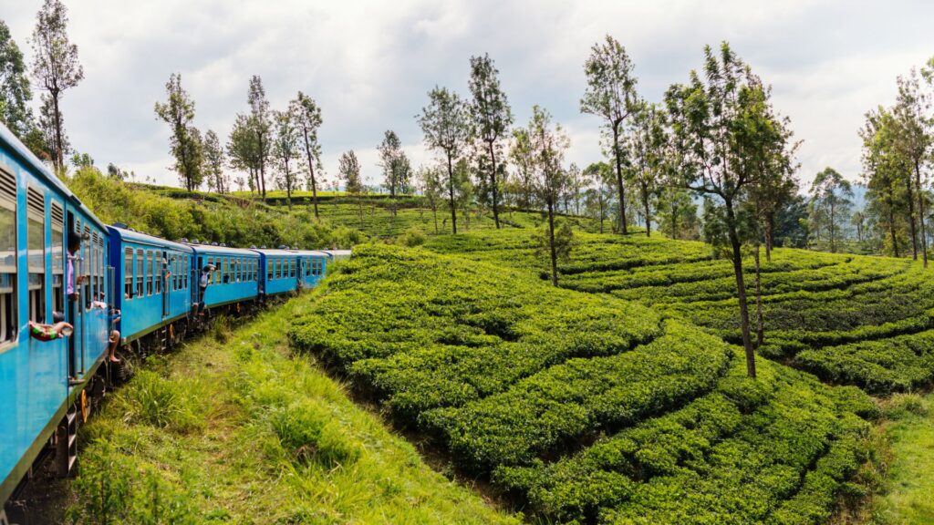 Image of a train passing through a tea plantation in Sri Lanka