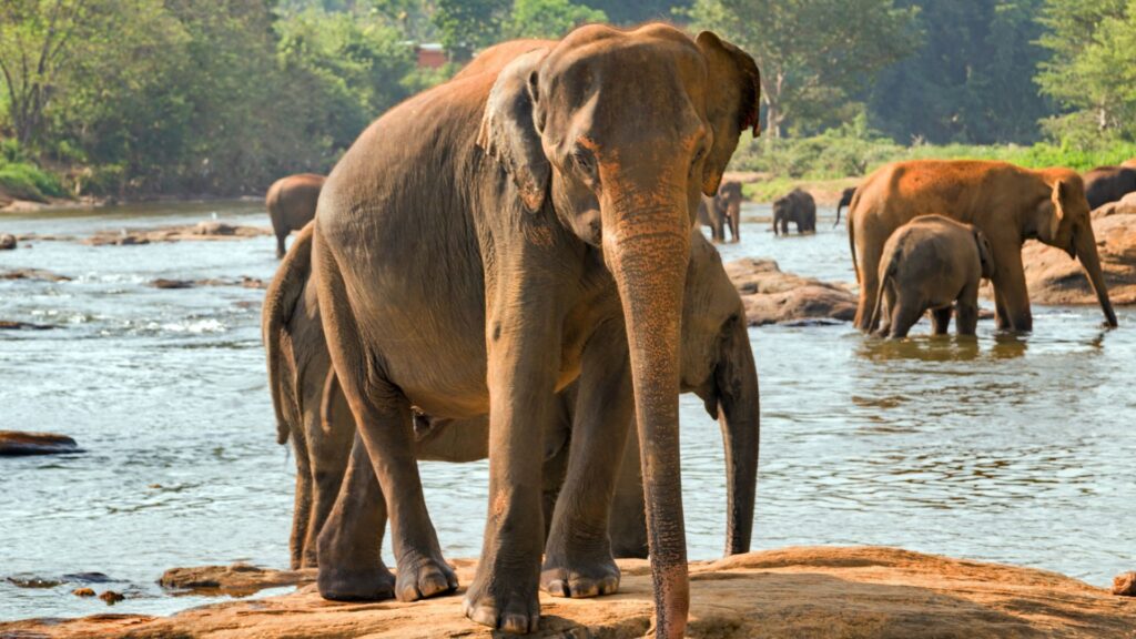 a herd of wild wlwphants bathing in Yala national park in Sri lanka