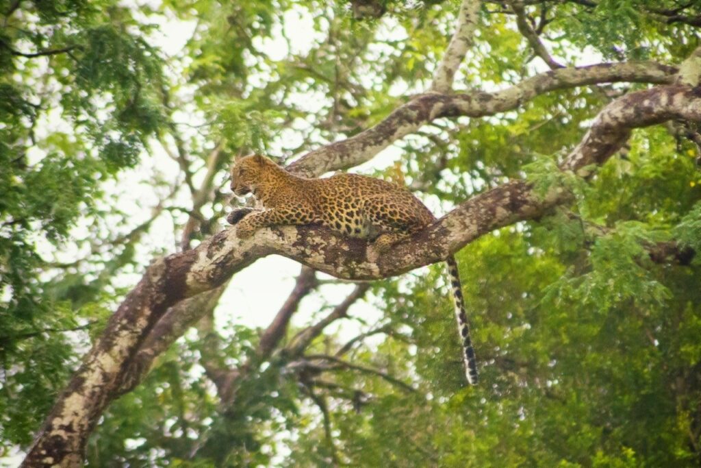 A leopart spotted at the Yala National Park, Sir Lanka.