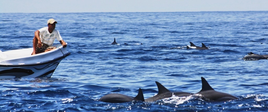 A fisherman on a boat next to a group of dolphins around Kalpitiya, Sri Lanka.