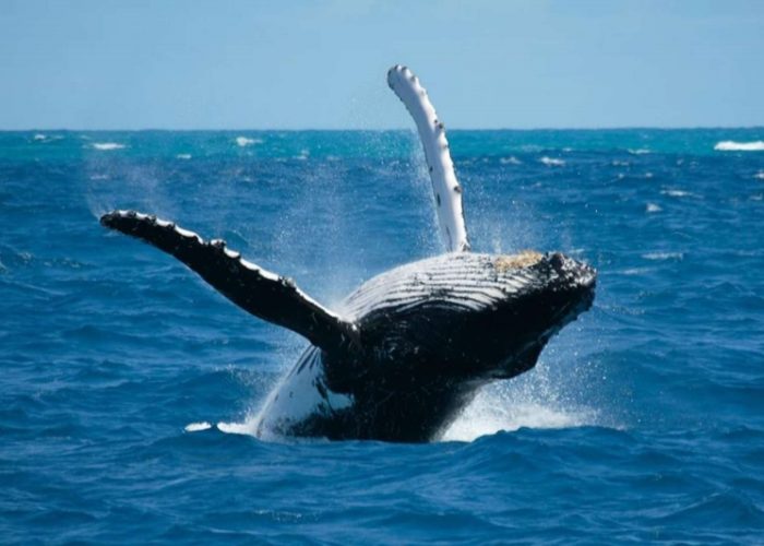 A whale spotted in the sea around Kalpitiya, Sri Lanka.