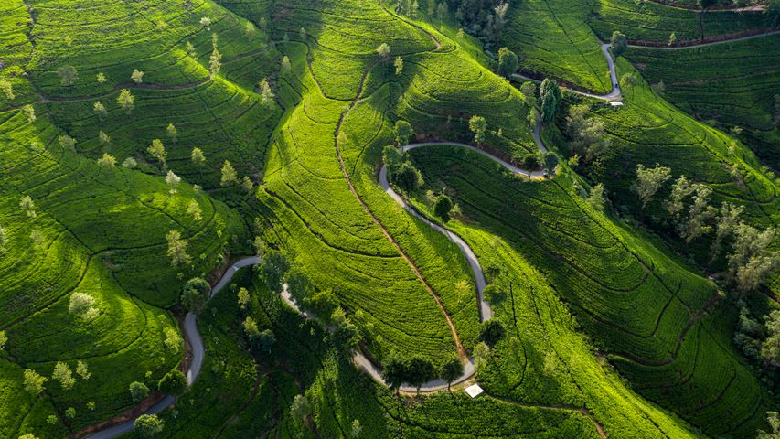 Lush tea estates of Nuwara Eliya, Sri Lanka.