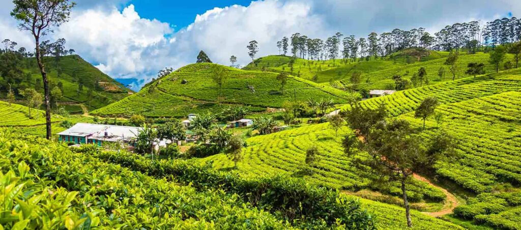 Scenic view from Lipton’s Seat in Haputale, Sri Lanka, overlooking tea fields.