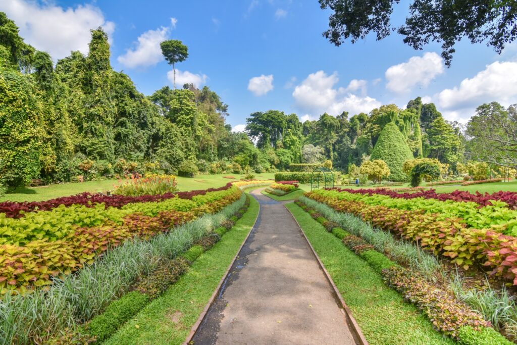 Royal Botanical Gardens near Peradeniya Junction with palm-lined pathways and exotic flora.